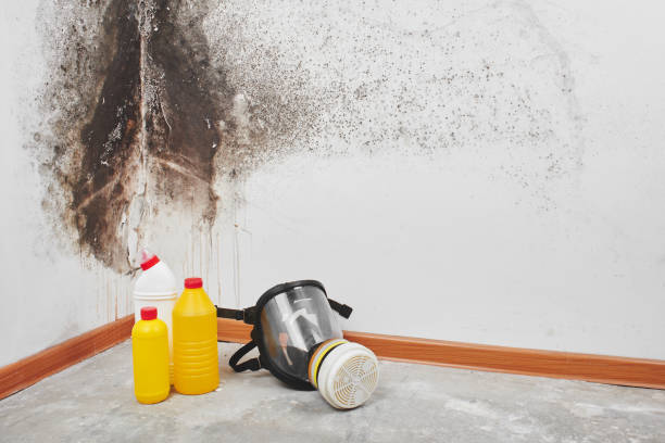 Best Attic Mold Removal  in Eton, GA