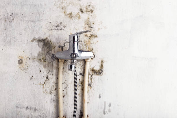 Mold Removal and Inspection in Eton, GA