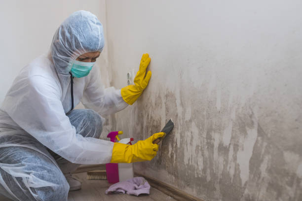 Best Mold Damage Repair  in Eton, GA