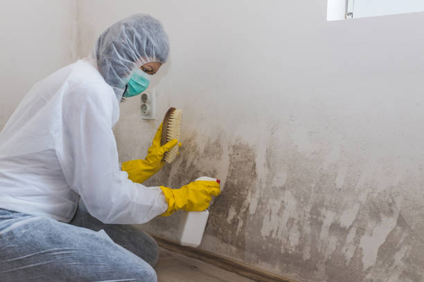 Best Mold Removal Specialists  in Eton, GA