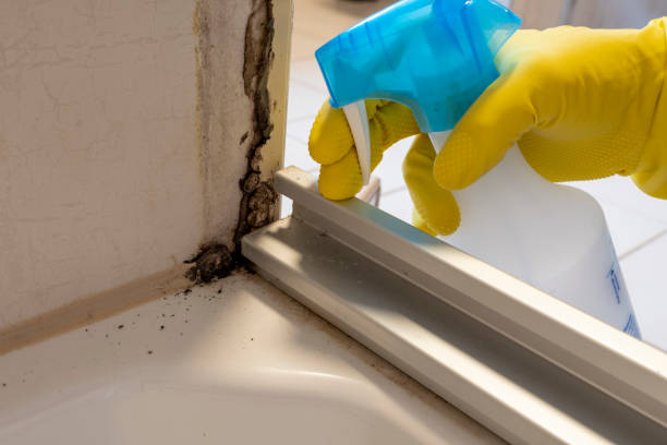 Best Local Mold Removal Service  in Eton, GA