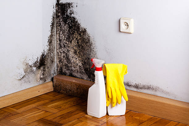 Best Fast Mold Removal  in Eton, GA