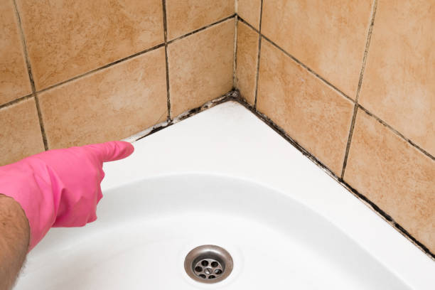 Best Attic Mold Removal  in Eton, GA